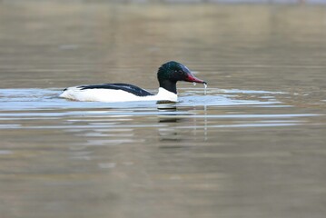 真冬に川や湖で見られる渡り鳥、シックな白と黒の色合いと赤い嘴の美しいカワアイサ