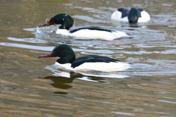 真冬に川や湖で見られる渡り鳥、シックな白と黒の色合いと赤い嘴の美しいカワアイサ