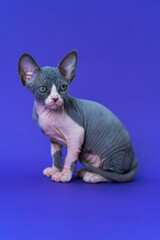 Portrait of young blue and white color Canadian Sphynx Cat sitting on blue background, looking away. Kitten of rare breed. Side view, full length. Studio shot. Concept of breeding purebred cats.