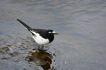 冬の小川で虫を探す白黒の美しいセグロセキレイ