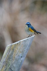 真冬の公園で見られる渡り鳥、美しい青い鳥ルリビタキ