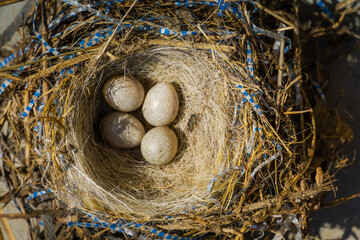 Small bird eggs in the nest