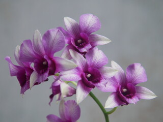 Fototapeta na wymiar Belle Orchidée dendrobium fleurie. Gros plan 