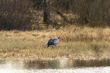 Crane walking by the water edge of the wetland