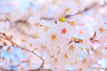大宮公園の満開の桜