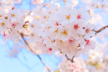 大宮公園の満開の桜