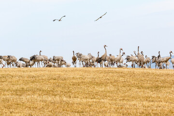 Migratory Cranes in a field at spring
