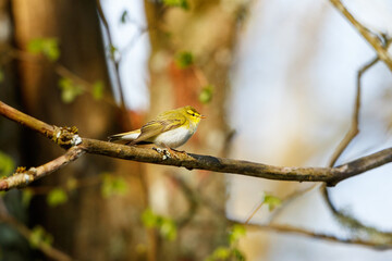 Wood Warbler sitting on a tree branch at spring