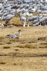 Two Taiga bean goose on a field