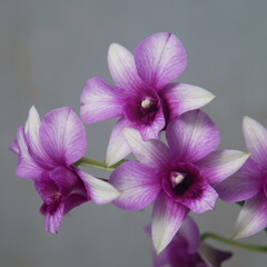 Fleurs d'orchidée dendrobium devant fond bleu. Espace texte 