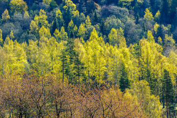 Lush tree in a beautiful sunny woodland in spring