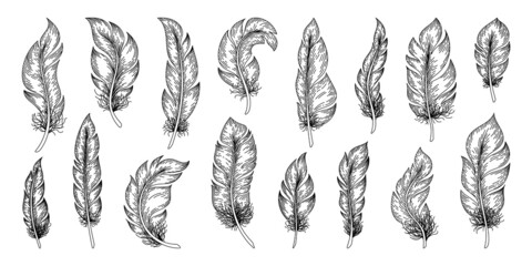 Hand drawn feathers. Outline vintage bird feather decorative collection, plumage retro sketch. Vector set
