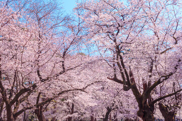 Fototapeta na wymiar 大宮公園の満開の桜