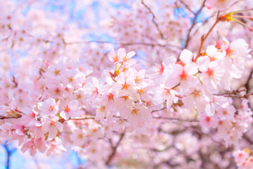 大宮公園の満開の桜