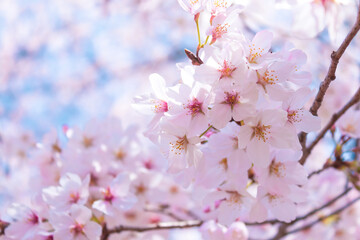 大宮公園の満開の桜