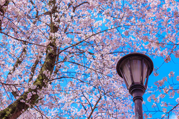 外灯と満開の桜