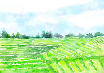 Fototapeta premium 水彩でかいた茶畑の風景イラスト