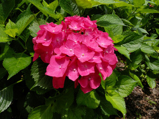 赤い紫陽花の花