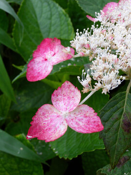 額紫陽花 Images Browse 2 198 Stock Photos Vectors And Video Adobe Stock