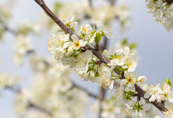 Flowers on the cherry tree.