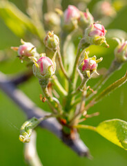 Flowers in buds on a pear tree.