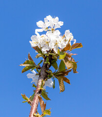 Flowers on a cherry tree on a background of blue sky.