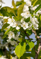 Fototapeta premium Flowers on the cherry tree.