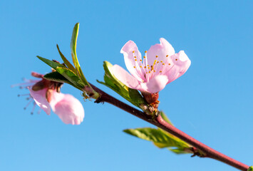 Flowers on a peach tree against a background of blue sky.