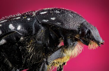 macro photography of the beetle