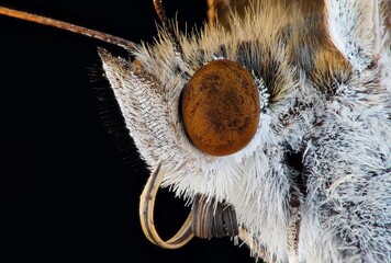 macro photography of the beetle