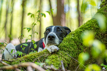 Adorable dog laying on a tree root. Green lush foliage in a forest, mossy log, black dog with dreamy look. Selective focus on the details, blurred background.