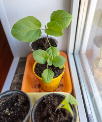 Small seedlings of eggplant in the soil