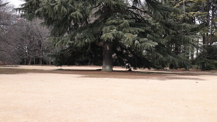 公園の中の大きな木の写真