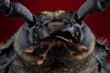 macro photography of the beetle