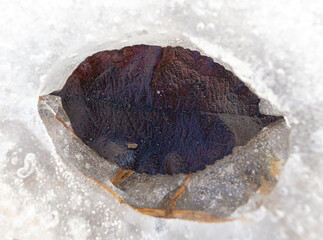 A leaf from a tree lies in the snow in winter. Nature