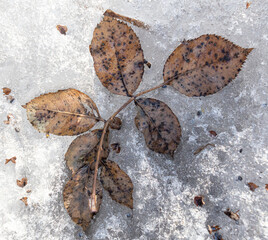 A leaf from a tree lies in the snow in winter. Nature