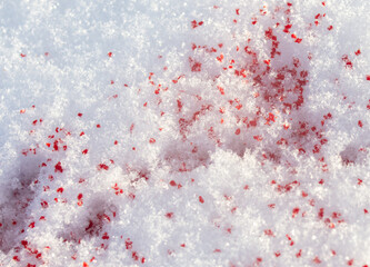 Red blood on the white snow in winter.