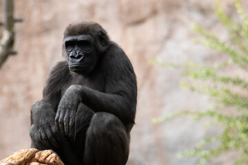 Obraz premium young Silver Back Gorilla