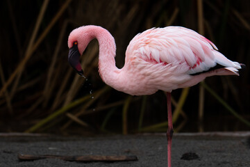 pink flamingo taking a drink © Addison