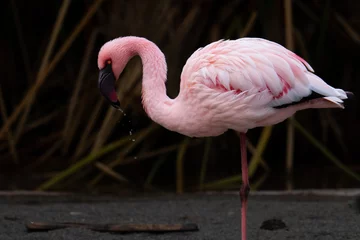 Fotobehang pink flamingo taking a drink © Addison