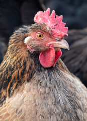 Portrait of a chicken on the farm.