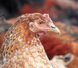 Portrait of a chicken on the farm.