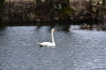 Mute swan swimming on the lake, river. A snow-white bird with a long neck, forming a loving couple and caring family.