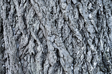 Wood texture