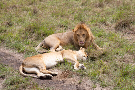 Lions couple