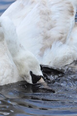 Mute swan swimming on the lake, river. A snow-white bird with a long neck, forming a loving couple...