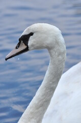 Mute swan swimming on the lake, river. A snow-white bird with a long neck, forming a loving couple...