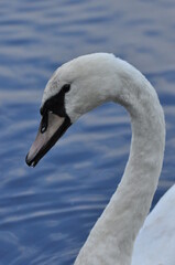 Mute swan swimming on the lake, river. A snow-white bird with a long neck, forming a loving couple...