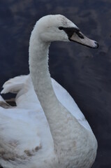 Mute swan swimming on the lake, river. A snow-white bird with a long neck, forming a loving couple and caring family.