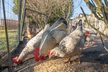 A rooster with hens eat grain.